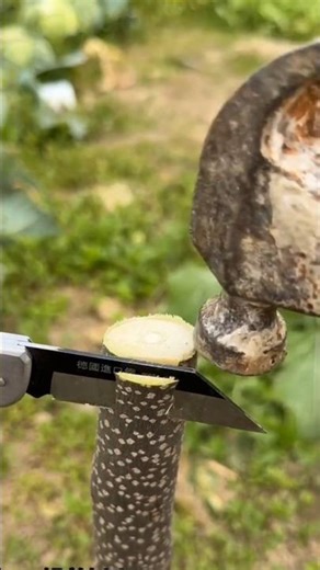 Fruit Tree Grafting Made Easy🍃 Simple Grafting Technique Anyone Can Learn #plantgrafting #fruit #yt
