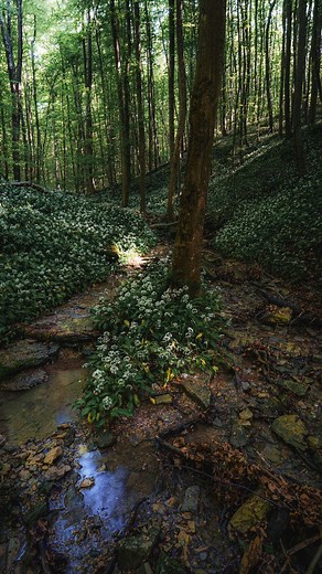 Der nächste Urlaub geht ins Saarland 😍🌳 #VisitSaarland #Saarland #saarlandcard #saarlandliebe #germanytravel #bucketlist #UrlaubImSaarland #urlaub #travel | Urlaub im Saarland