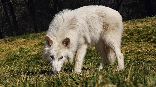 Dire Wolves Would Destroy Everything If Reintroduced In Wyoming, Biologists Say