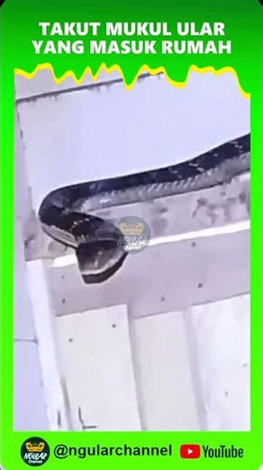 Want to hit a snake but still scared #viral #short #snake #animal