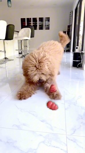 Now this video is even more satisfying! | Brodie That Dood
