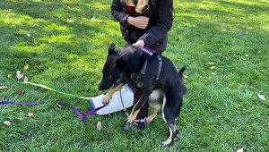 10K views · 451 reactions | Not to be left out with her siblings, Xtra vom Quellwasser is beginning protection with Marko (her second weekend with him) and we could not be more thrilled with what she is showing despite not being 8 months old yet. She’s a lovely, well rounded girl thanks thanks to Kelly for the puppy work/exposure she did with her! | Quellwasser German Shepherds | Facebook