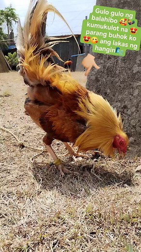 Gulo gulo ng balahibo hindi tuloy maayos kuha ko sayo🥰ang lakas ng hangin🌬️💖 #animalcare #farm #fbreels #animallover #animallife #rooster #virals #animallover #highlights #animals #farmlife #farmliving #reels2024 #reels #AmaZing #relaxingplace #trend #highlightseveryone #viralreels #gold #windy #reelsvideo #fb @followers @highlight | Divora Rosana Pollarca