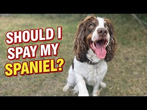 PROS & CONS to spaying your SPRINGER SPANIEL!!