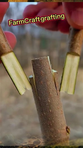 Great and professional vaccination methods – try them, you'll love the results! #treegrafting #graftingtechniques #fyp #fouryou #shorts