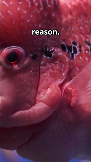 💋 Meet the Naso Tang – The Lipstick Beauty of the Reef! 🐠🌊#NasoTang #ReefFish #AquariumAddict