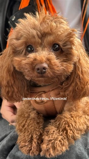 Юля • вет врач ОРИТ • обучаю, как спасать - просто о сложном on Instagram: "Новый гайдлайн 2026 года от ACVIM по хронической энтеропатии с моими пометками 💔 Как скачать PDF-файл⬇️ — все просто, нужно: • быть подписанным на vet блог @kikot.juliya • в комментариях отметьте двух коллег @..... • сделать репост этой публикации к себе в story с отметкой моего vet-блога, чтобы я увидела и я лично вышлю вам ссылку на PDF-файл, которым вы сможете пользоваться 🧡🫂"