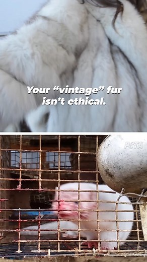Whether it’s brand new or “vintage,” an animal still suffered and died for fur. | PETA (People for the Ethical Treatment of Animals)
