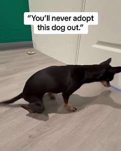 Kermit is a little min pin/chihuahua mix that was shut in a car door when she was a puppy. An animal advocate held onto her for 6 years, thinking nobody would want to adopt her due to her gait. The animal advocate contacted us to see if we could help find her a forever home, which of course we agreed! Kermit is so easy to love! We brought her to the shelter, and there were three families in the waiting room wanting to adopt her! When there’s a will, there’s a way! This applies to all involved- K