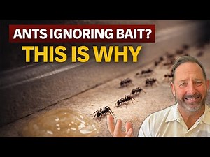 Why Ants Aren’t Taking the Bait (And How to Fix It FAST)
