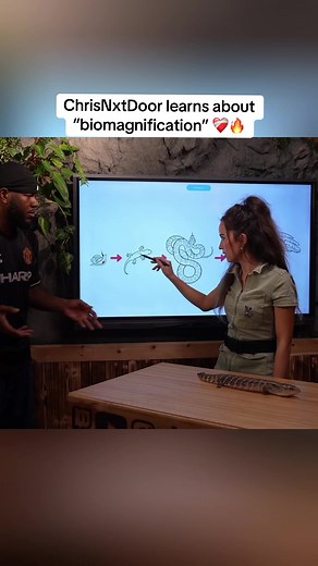 Understanding Biomagnification Through Food Chains