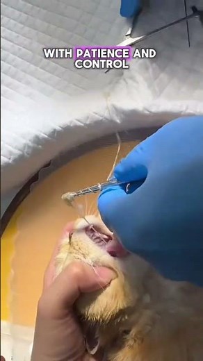 Seconds Away from Disaster 😱 | Vet Pulls Needle from Cat’s Throat in Emergency Rescue. #cat #viral