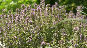 Honey bee gathering pollen from flowering thyme herb plant (thymus serpyllum)