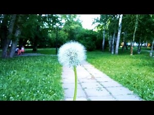 Камера LG G3: день, ночь, замедленная съемка (camera test)