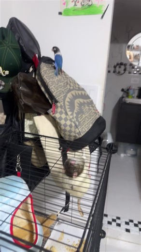 Videos de isabellaylittle_ (@isabellaylittle_) con “Don't Worry, Be Happy - Sergio Rafael Orchestra”