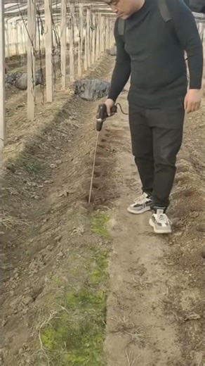 Garlic seeder machine. #shorts #farming