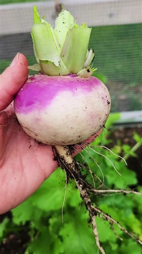 Harvesting Purple Top White Globe Turnips: A Guide