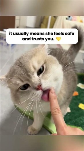 The Ultimate Good Cat Test 💛
