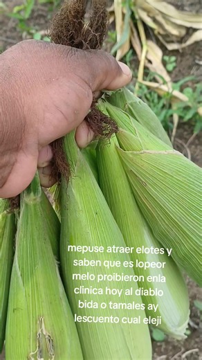 Videos de Lobito💘yilmar💋 lopez💘 (@lobito_domesticado2) con “sonido original - Lobito💘yilmar💋 lopez💘”