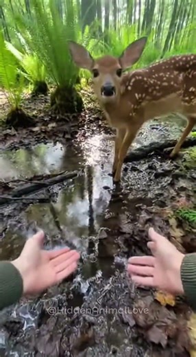 Cute fawn stuck in water! Kind farmer helps in POV ❤️🐾 #rescue