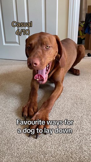 #anxiety #viszla #dog #dogtrends #2025 #funnyvideoscomedy #merlinanddexter