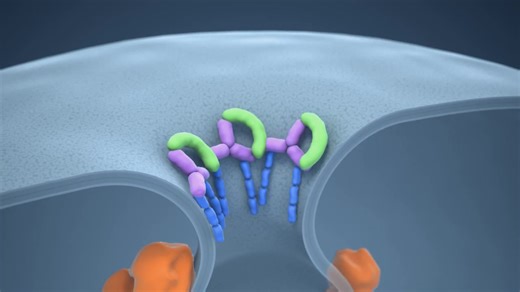 细胞内蛋白转运系统-ESCRT