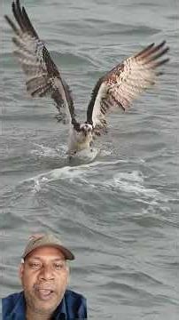 Osprey Struggles With Huge Catch - Bird Never Gives Up