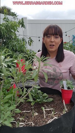 How to grow tomatoes in grow bags or containers #tomato #garden #gardeningtips #homegrown #plants