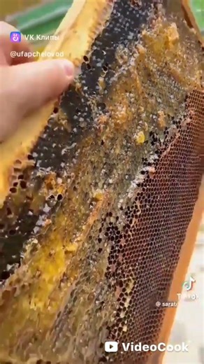 What to do with unsealed frames during the final honey extraction