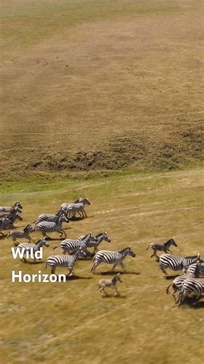 Wild Zebras Running Free Across the Savannah 🦓