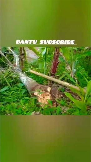 tree falls due to wind #shorts #viralshort #subscribe