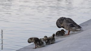 Mother and Baby Ducks at the United States Capitol Reflecting Pool