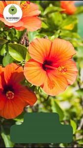 Want to master hibiscus propagation? 🌺✨ Unlock the secrets of successful hibiscus propagation with expert tips from our team! 🌿✨ Nurture your plants to perfection💚Visit us today 🛍️🛒 https://theaffordableorganicstore.com/product/hibiscus-plant-sapling/#HibiscusPropagation #PlantCare #GardeningTips #OrganicSupplies #GrowYourOwn #GreenThumb #ExpertAdvice #GardenLovers #HibiscusCare #PlantNurturing #OrganicGardening #GardeningCommunity #HomeGarden #PlantLovers #HibiscusFlowers #EcoFriendly #Gar