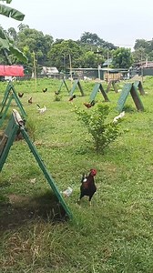 521K views · 8.5K reactions | 21 Days Conditioning Method Starting tomorrow Hanggang sa mismong Araw ng skedule ng exam! #backyardbreeders #highlightseveryone #chrislerflorentino #followerseveryone #fbreelsfypシ゚ #viralvideoシ #trendingreelsvideo #ForEntertainmentPurposesOnly #Disclaimer: No animals were harmed or abuse filming this video for breeding en content purposes only. | Chrisler Florentino | Facebook