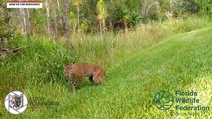 5.8M views · 2.3K reactions | Man saves pet dog from alligator's jaws, encounter caught on video | The National Desk - TND | Facebook