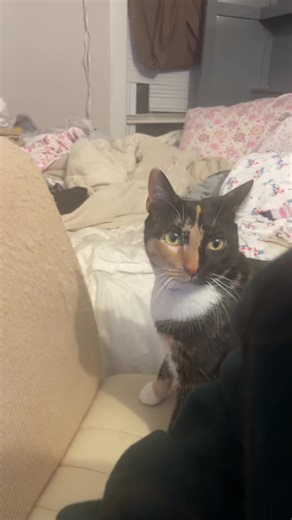 So glad I got these covers on my computer chair. Wish I wrapped the entire chair in it 😆