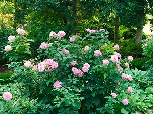 In the Historic Rose Garden in Delano Park, the 'Belinda's Dream' roses have been gorgeous even in the August heat and humidity of an Alabama summer. | Delano Park Conservancy