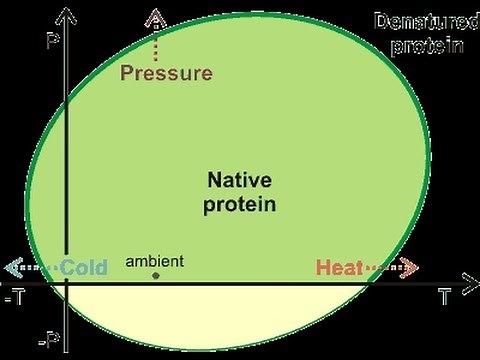 Different models of protein folding