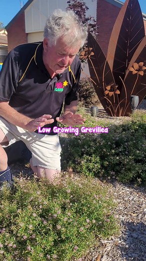 A low-growing and beautiful Grevillea Pink Midget, this variety boasts long flowering periods and is ideal for small gardens. It thrives in both shade and full sun.☀️ Shop Grevillea Pink Midget NOW👇 https://www.thetutuguru.com.au/shop/grevillea-pink-midget-pbr-6-pot/ #hellohelloplants #grevillea #plants #floweringplants | Hello Hello Plants & Garden Supplies
