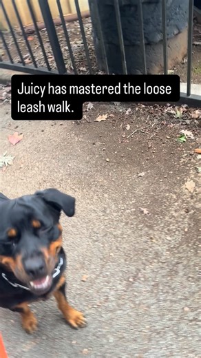 #huntsvillealabama #huntsvilleal #rocketcity #athensalabama #decaturalabama #huntsvilledogs #rocketcitydogs #huntsvegas #northalabama #dogsofhuntsville #huntsvilledogstuff | Dog Splash