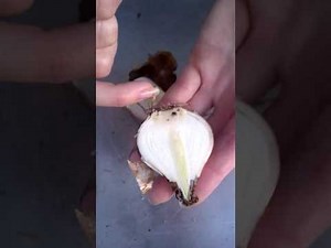 division by bulb slicing