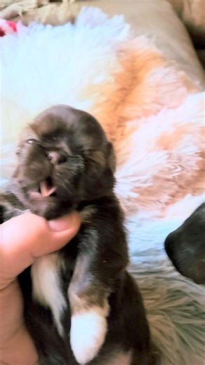 5.6K views · 163 reactions | Chocolate Shih tzu... | Richmond Kennel | Facebook