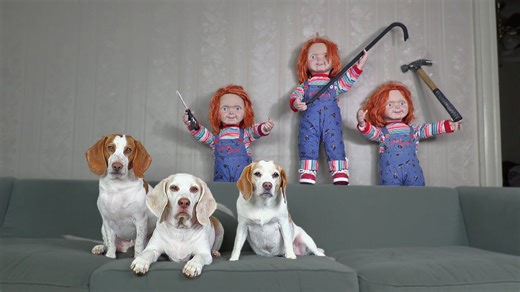 Dogs tackle Chucky prank and sniff every creepy corner