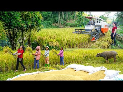 TIMELAPSE: Use Truck to Transport Rice Threshing Machine & Heavy Bags of Rice to Villagers