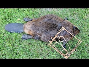 Trapping Beaver with Conibears (Nuisance Beaver)