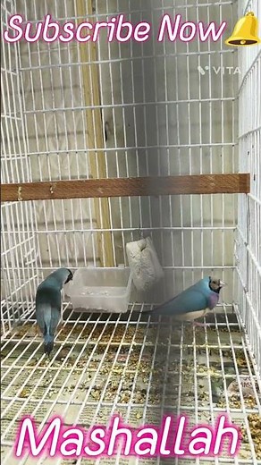 All Mutation Gouldian Finch List & Description 🐦সব রঙ বা ভ্যারিয়েশনের গোল্ডিয়ান ফিঞ্চ পাখি 💚