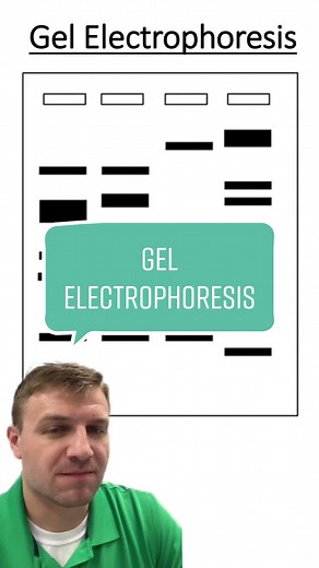 Identify DNA Fragments: Gel Electrophoresis Explained