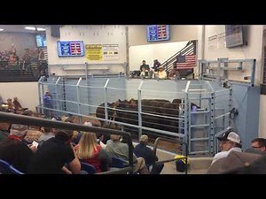 First set of cattle to sell in the new Bluegrass Market place stockyards in Lexington Ky