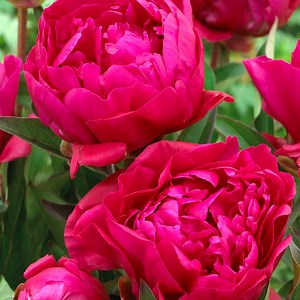 Karl Rosenfield Peony, Paeonia | American Meadows