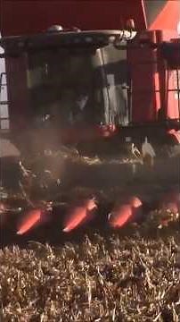 Massive 12-Row Corn Head on a Massey Combine — Full Harvest Pass
